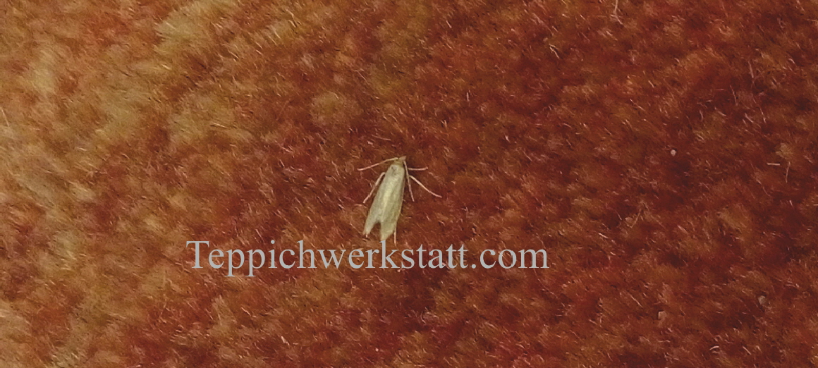 Teppichmotten und Wollmotte